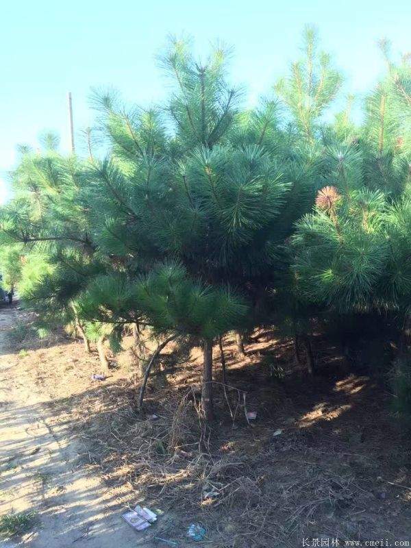 2016沭陽黑松樹的規格 2016沭陽黑松樹的規格
