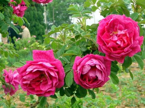 物美價(jià)廉的食用玫瑰在哪買(mǎi)？