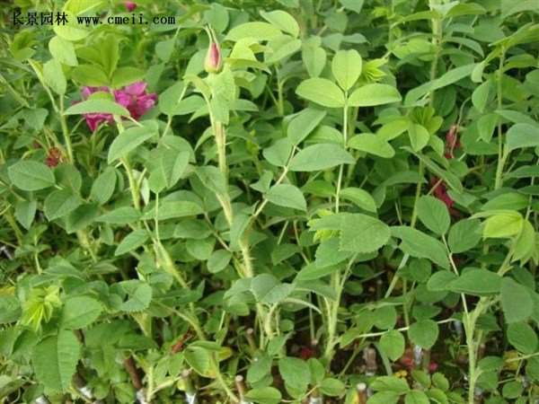 物美價(jià)廉的食用玫瑰在哪買(mǎi)？