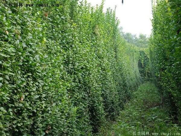 沭陽(yáng)扶芳藤