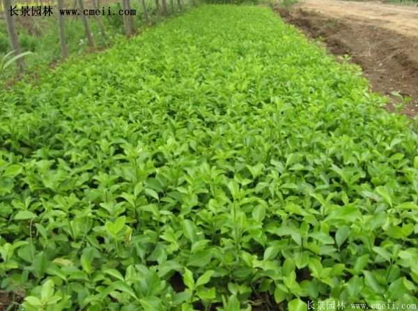 沭陽(yáng)扶芳藤