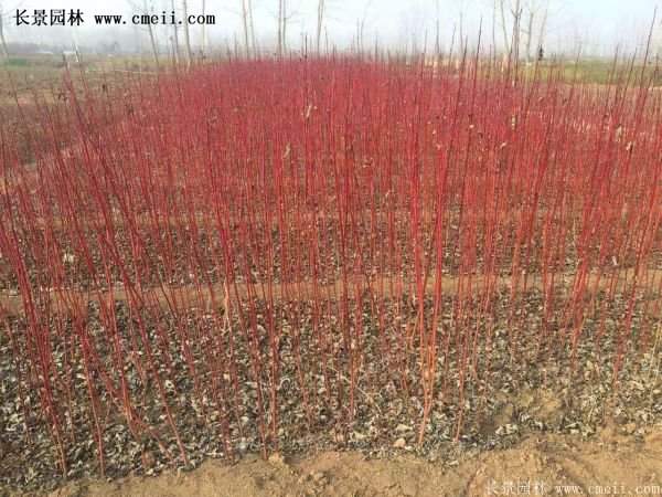 紅瑞木銷量 紅瑞木銷量