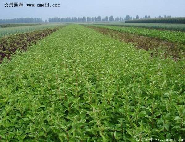 紅瑞木基地照 紅瑞木基地照