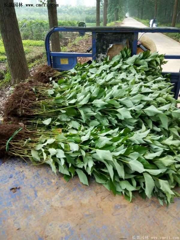 紅瑞木基地照 紅瑞木基地照