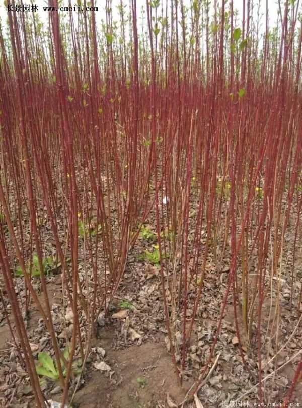 紅瑞木基地照 紅瑞木基地照