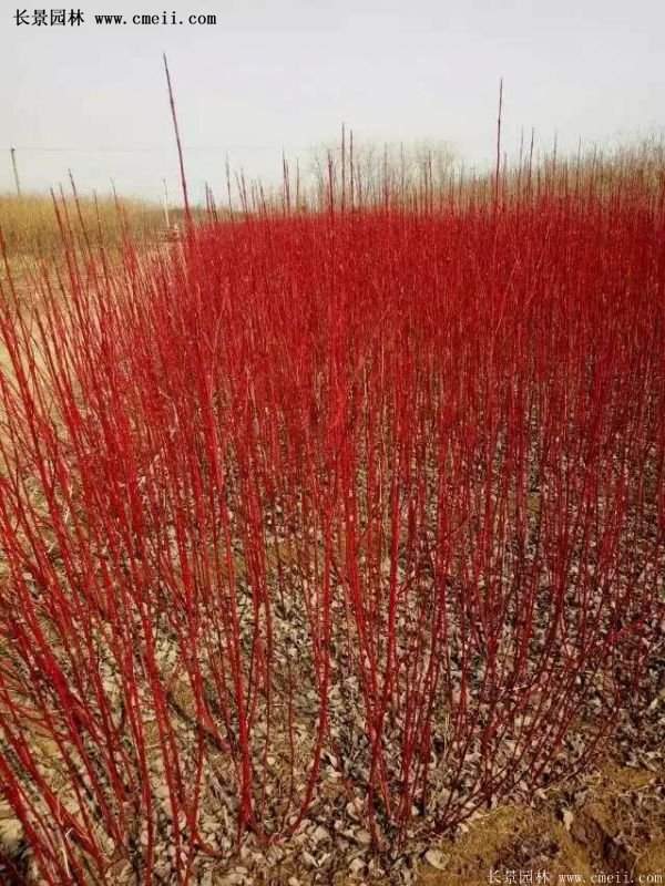 紅瑞木基地照 紅瑞木基地照