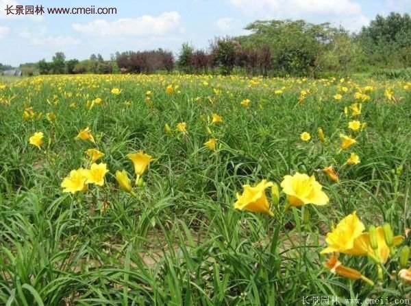 金娃娃萱草多少錢一棵？