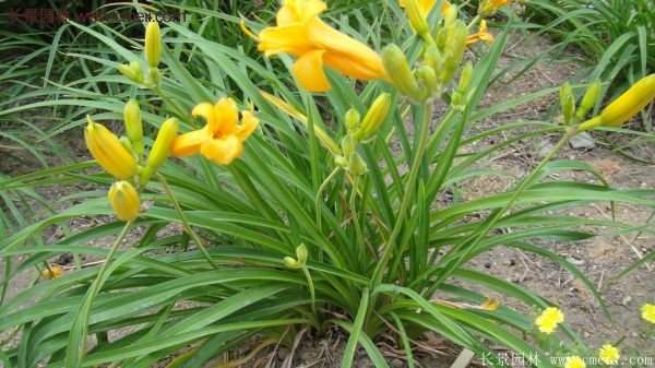 金娃娃萱草多少錢一棵？