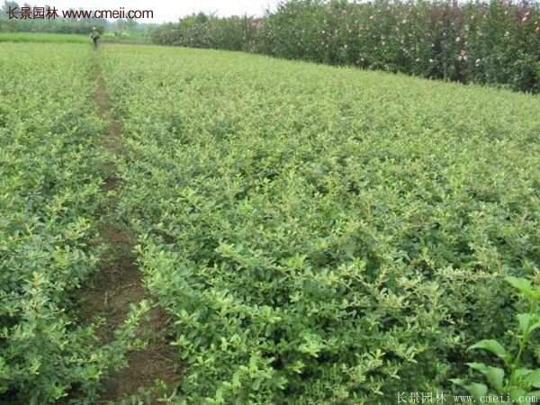 沭陽火棘球 沭陽火棘球