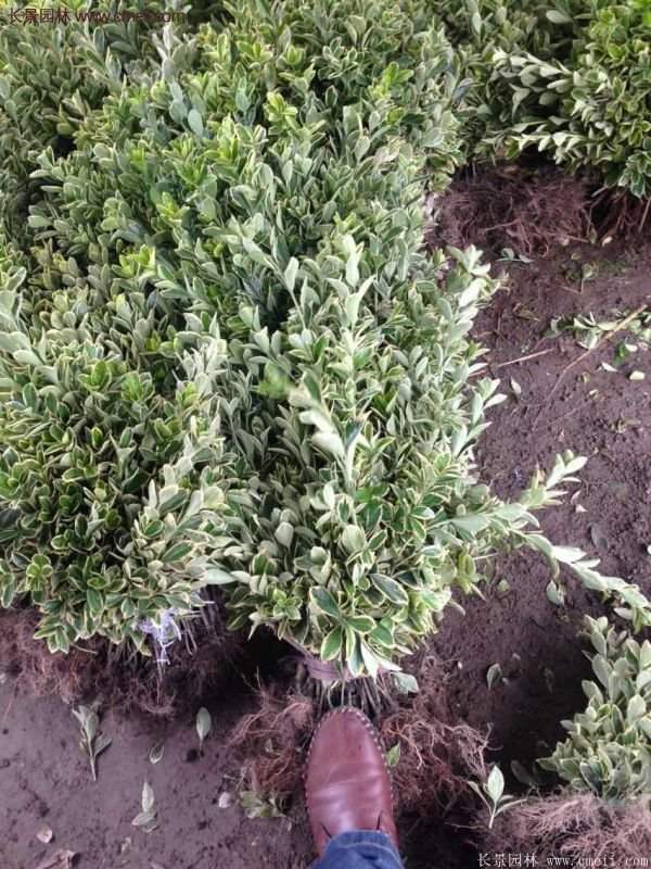 金邊黃楊種植方法 金邊黃楊種植方法