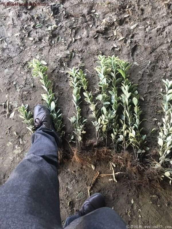 金邊黃楊移栽 金邊黃楊移栽