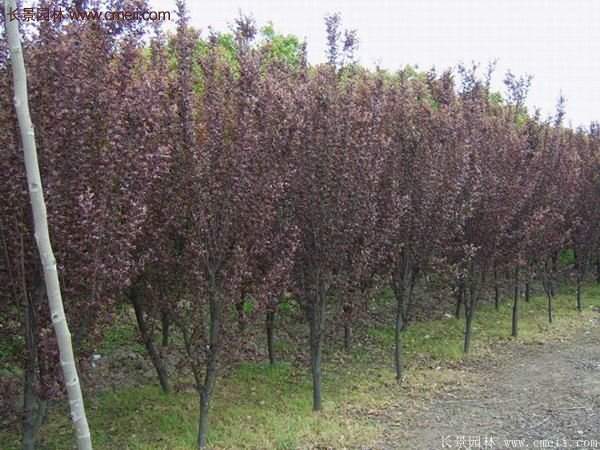 紫葉李批發(fā)基地，