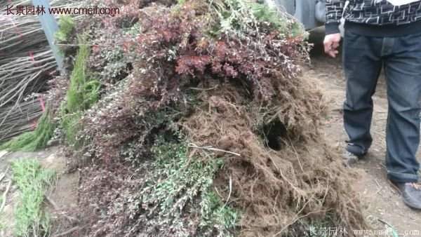 沭陽基地的紅葉小檗 沭陽基地的紅葉小檗