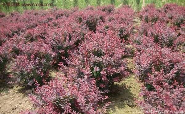 沭陽基地的紅葉小檗球 沭陽基地的紅葉小檗球