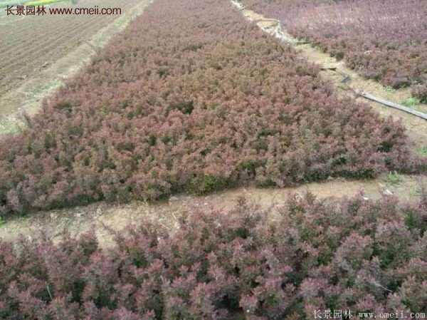 沭陽紅葉小檗苗 沭陽紅葉小檗苗