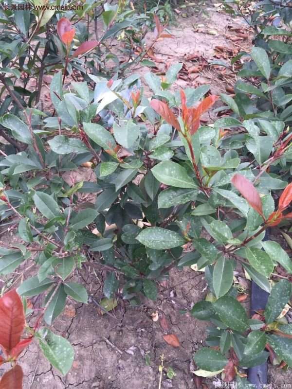 紅葉石楠基地小苗 紅葉石楠基地小苗