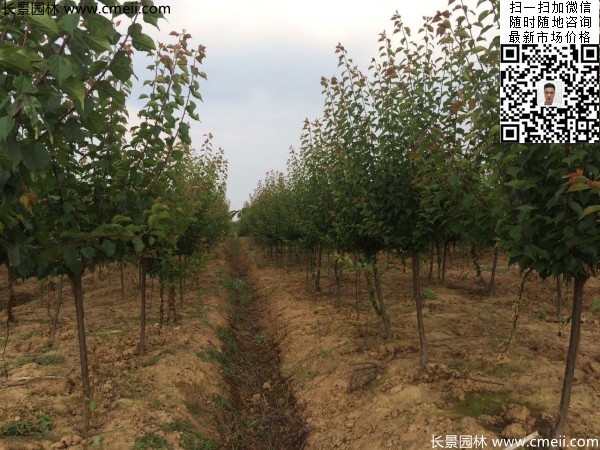 地徑5-7公分紅梅，數量7000棵左右