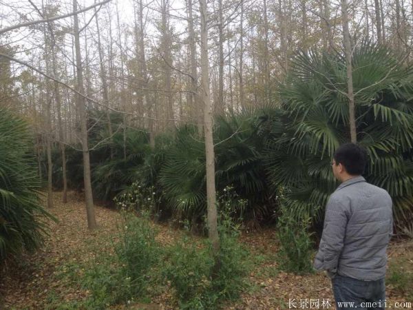 棕櫚苗木-沭陽(yáng)長(zhǎng)景園林 棕櫚苗木-沭陽(yáng)長(zhǎng)景園林