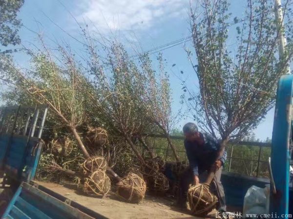 沭陽長景園林紅梅苗木 沭陽長景園林紅梅苗木