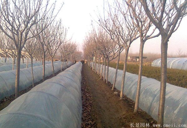 櫻花樹圖片基地實拍 櫻花樹圖片基地實拍