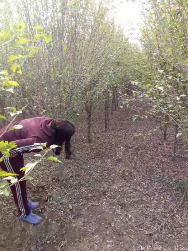 木槿花圖片基地實(shí)拍 木槿花圖片基地實(shí)拍