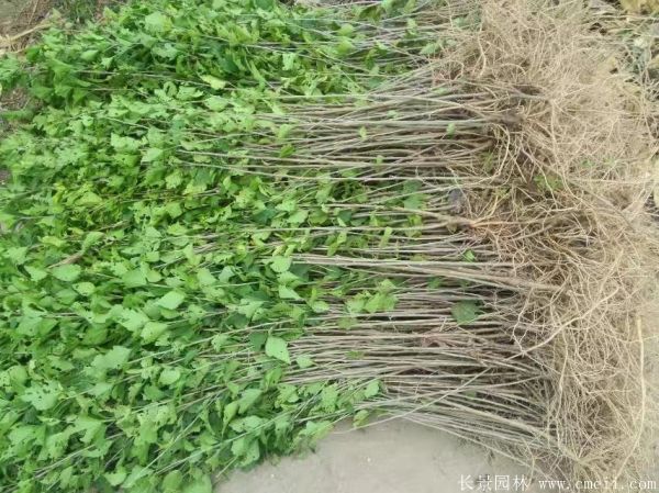 木槿花小苗圖片基地實(shí)拍 木槿花小苗圖片基地實(shí)拍