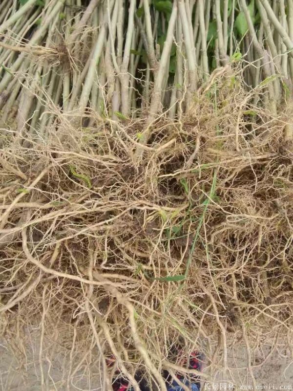 木槿花小苗圖片基地實(shí)拍 木槿花小苗圖片基地實(shí)拍