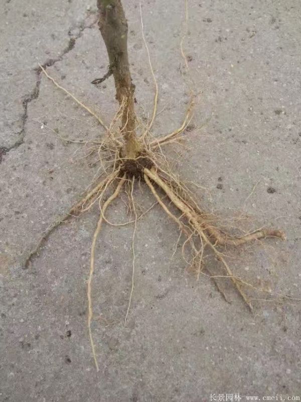 木槿花小苗圖片基地實(shí)拍 木槿花小苗圖片基地實(shí)拍