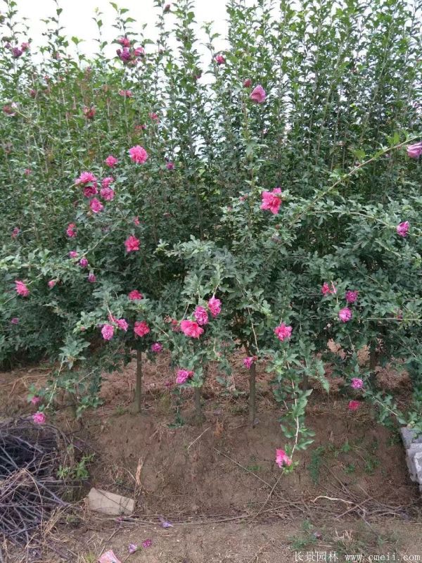 重瓣大花木槿樹圖片基地實(shí)拍 重瓣大花木槿樹圖片基地實(shí)拍