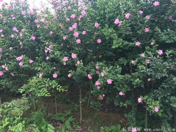 重瓣大花木槿樹圖片基地實(shí)拍 重瓣大花木槿樹圖片基地實(shí)拍