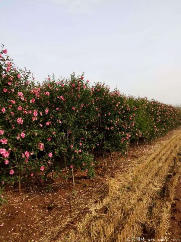 重瓣大花木槿樹圖片基地實(shí)拍 重瓣大花木槿樹圖片基地實(shí)拍