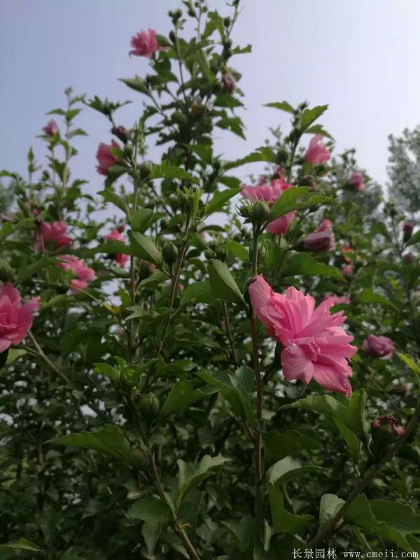 重瓣大花木槿樹圖片基地實(shí)拍 重瓣大花木槿樹圖片基地實(shí)拍