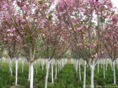 低價(jià)供應(yīng)6公分櫻花樹苗，只有你想不到，沒有我