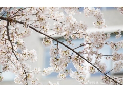 櫻花樹苗哪里有賣？麻煩推薦一家大型，有誠(chéng)信