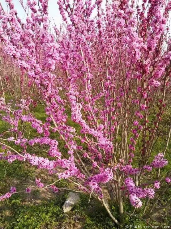 紫荊樹圖片基地實拍 紫荊樹圖片基地實拍