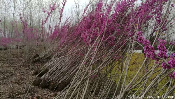 叢生紫荊樹圖片基地實拍 叢生紫荊樹圖片基地實拍