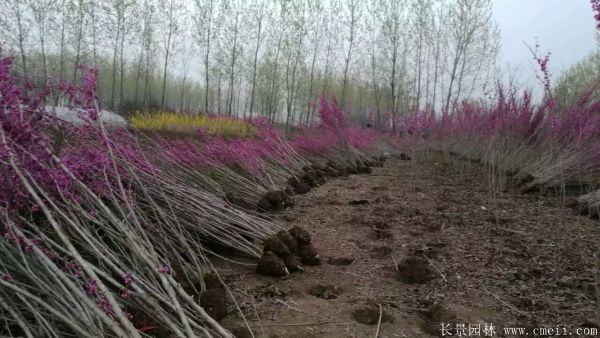 叢生紫荊樹圖片基地實拍 叢生紫荊樹圖片基地實拍