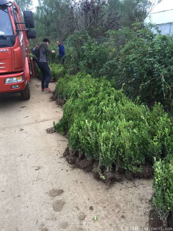 小葉黃楊圖片基地實拍 小葉黃楊圖片基地實拍