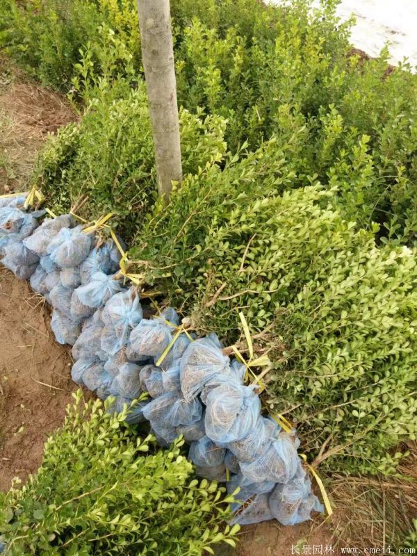 小葉黃楊圖片基地實(shí)拍 小葉黃楊圖片基地實(shí)拍