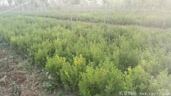 小葉黃楊圖片基地實拍 小葉黃楊圖片基地實拍