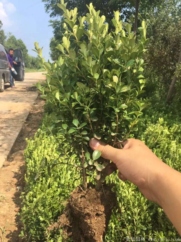 小葉黃楊圖片基地實拍 小葉黃楊圖片基地實拍