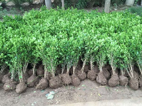 小葉黃楊圖片基地實拍 小葉黃楊圖片基地實拍