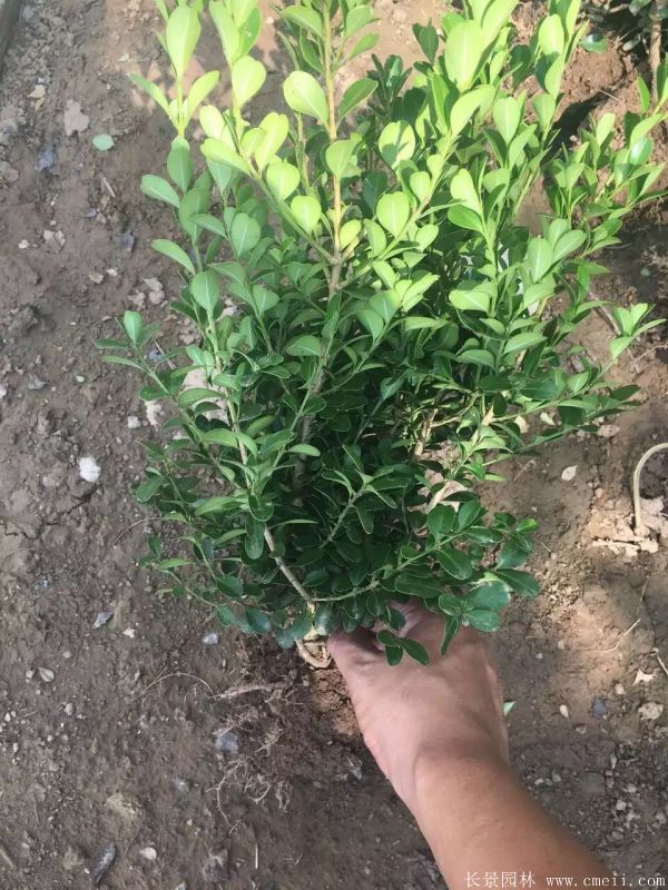 小葉黃楊圖片基地實拍 小葉黃楊圖片基地實拍