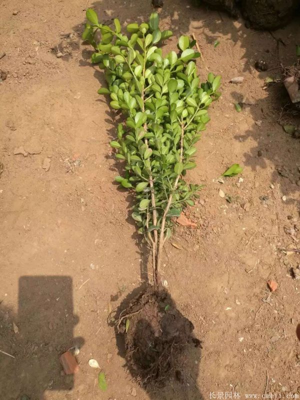 小葉黃楊圖片基地實拍 小葉黃楊圖片基地實拍