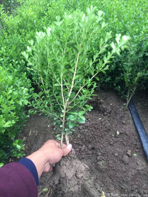 小葉黃楊圖片基地實拍 小葉黃楊圖片基地實拍