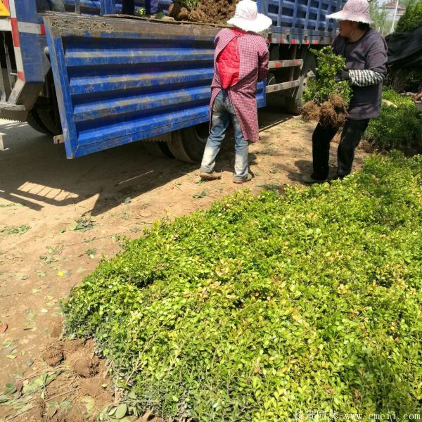 小葉黃楊圖片基地實拍 小葉黃楊圖片基地實拍