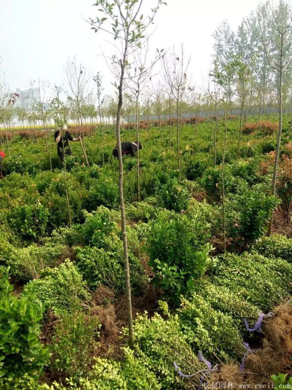 小葉黃楊圖片基地實拍 小葉黃楊圖片基地實拍