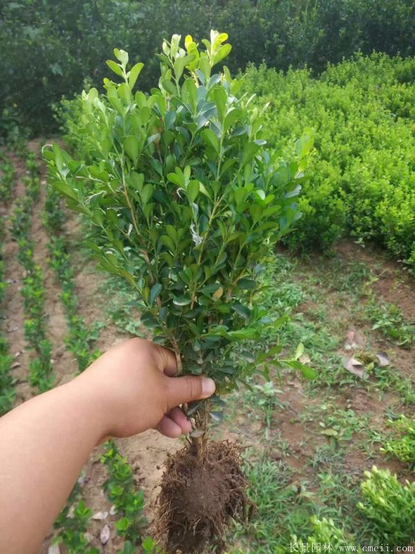 小葉黃楊圖片基地實拍 小葉黃楊圖片基地實拍