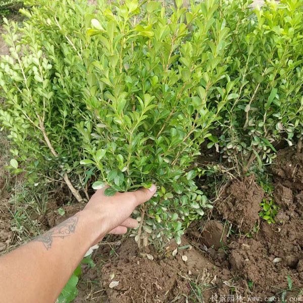 小葉黃楊圖片基地實拍 小葉黃楊圖片基地實拍