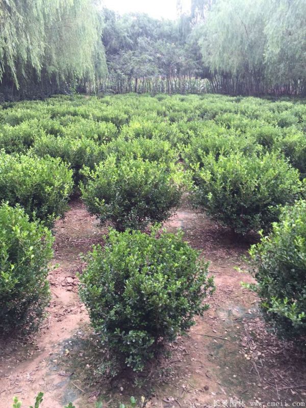 小葉黃楊圖片基地實拍 小葉黃楊圖片基地實拍